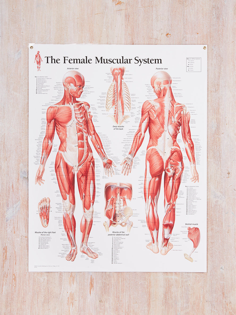 Female muscular system, back view Poster Print (21 x 36) 